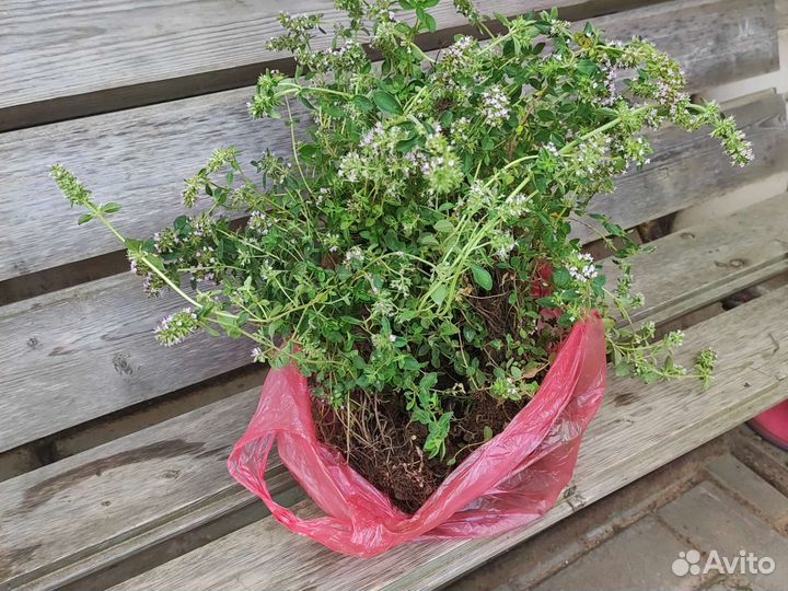 Саженцы тимьяна (чабреца)