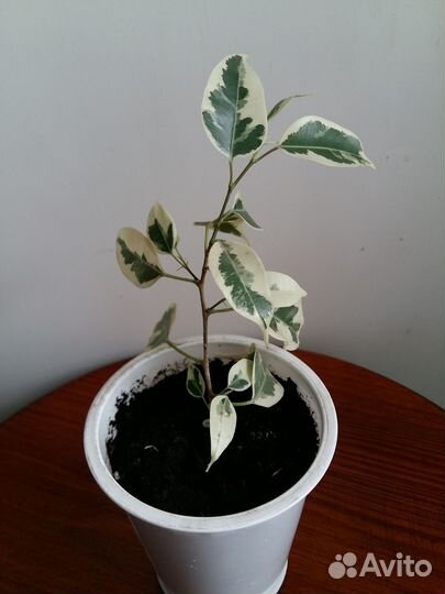 Фикус Бенджамина. Черенки. Де Гантель