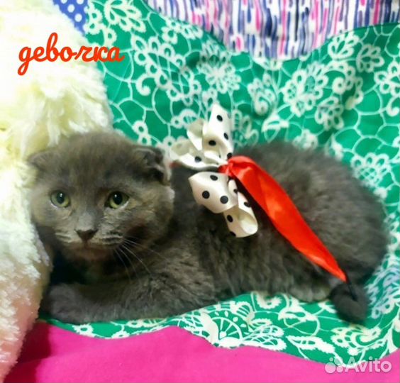 Девочки-котята с прямыми и висячими ушками