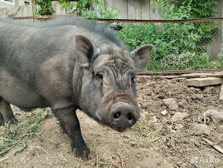 Вьетнамский хряк