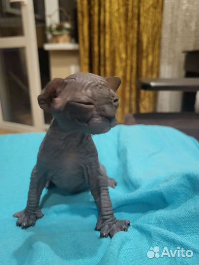 Канадский сфинкс котята