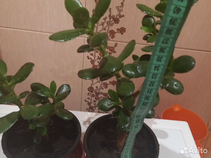 Денежное дерево(толстянка)