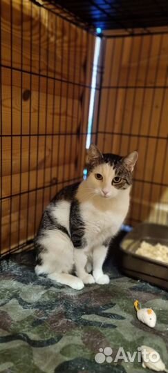 Котенок, суперласкун