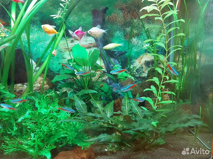 Аквариум