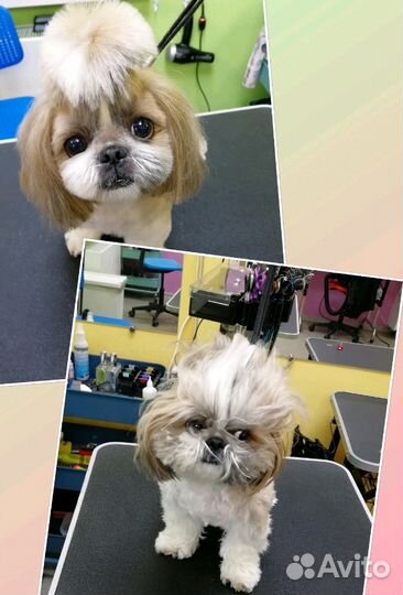 Стрижка маленьких собачек в ЖК Близкий