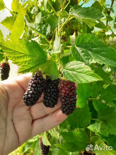 Ежевика Карака Блэк