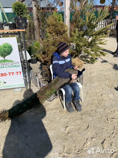 Лебеди и павлины для фото сессий и свадеб вывозим