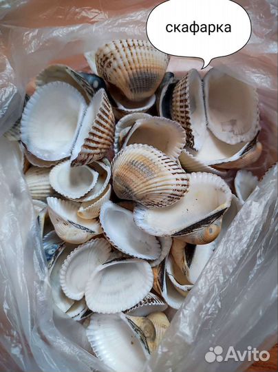 Черноморская ракушка