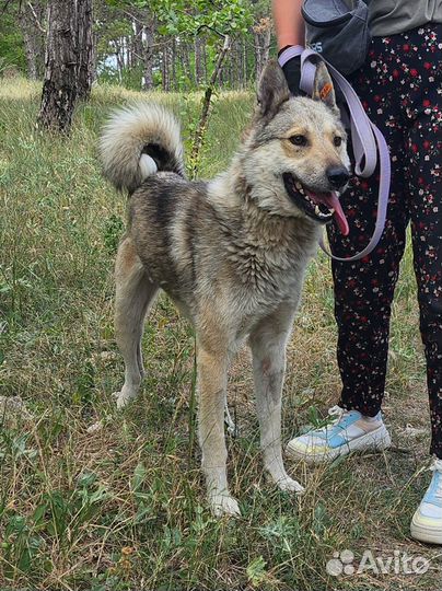 Шикарный Акела в поисках дома