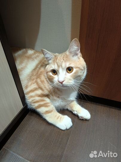 Кот в добрые руки