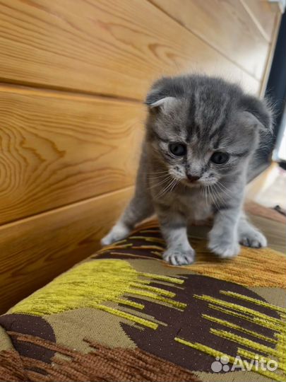 Шотладские котята