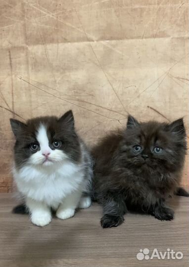 Британские длинношерстные котики