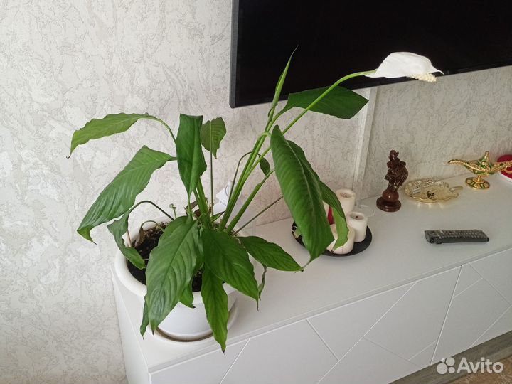 Спатифиллум