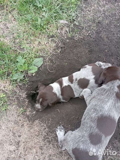 Щенки курцхаара