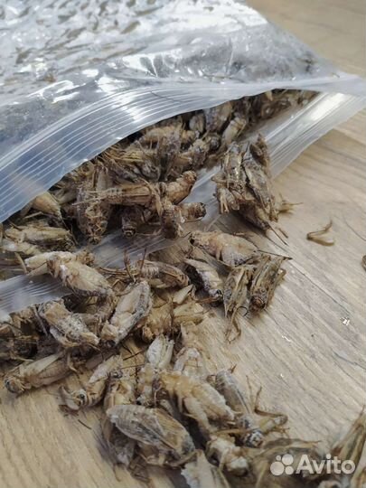 Сверчки замороженные (разные виды)