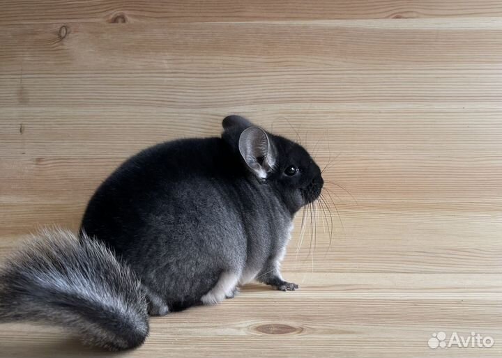 Шиншилла черный бархат самка
