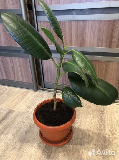 Фикус эластика Робуста