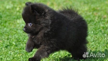 Вязка шпица