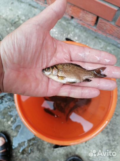 Живец карась