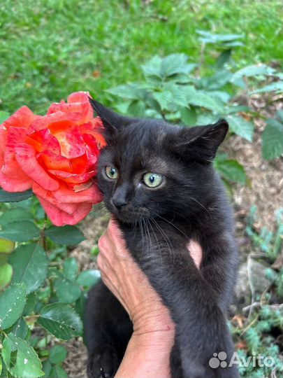 Котенок в добрые руки