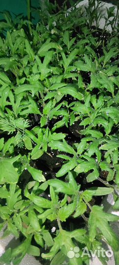 Рассада помидор