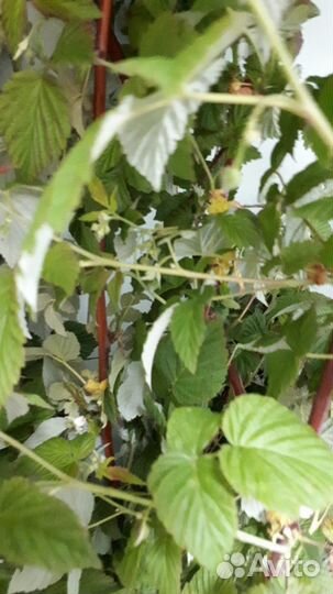 Малина бесшипная