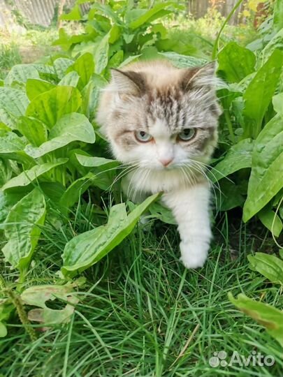 Отдаем в добрые руки