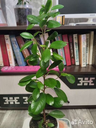 Фикус Бенджамина кустовой