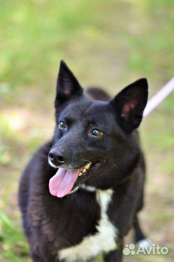 Собака в добрые руки