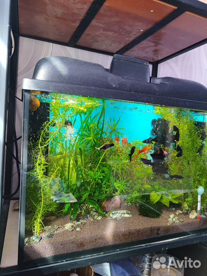 Аквариумы