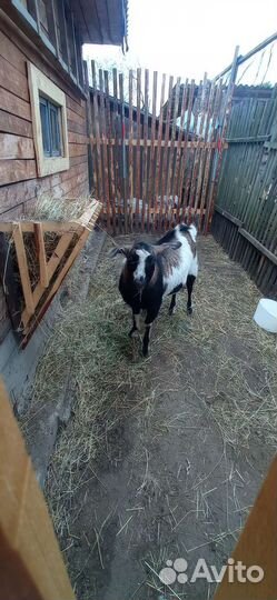 Козел вязка