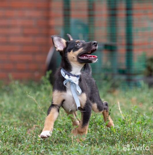 Щенок кобель 3,5мес. в добрые руки