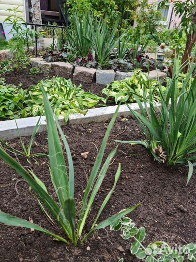 Юкка нитчатая садовая