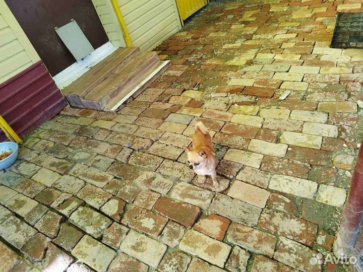 Чихуахуа мальчик мини