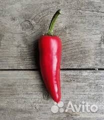Острый красный перец семена или рассада