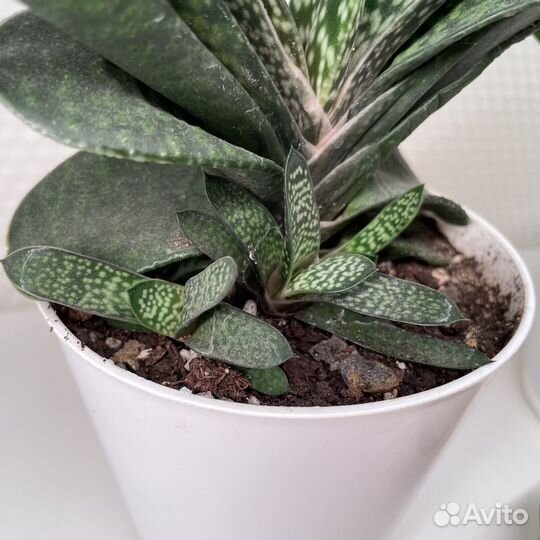 Гастерия и хавортия разные