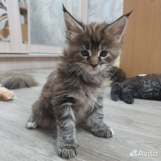 Котята мейн-кун