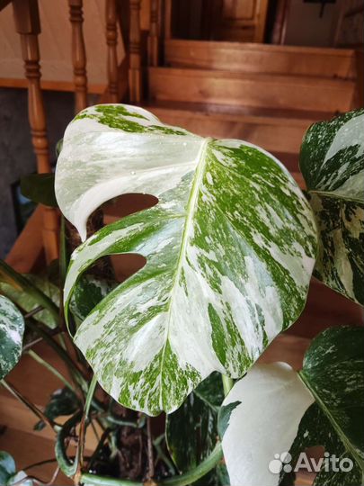 Монстера вариегатная альба