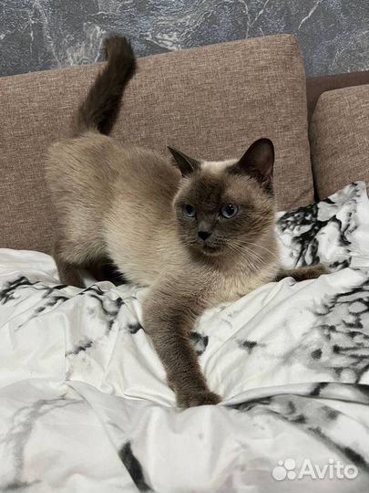 Необыкновенная кошка в добрые руки