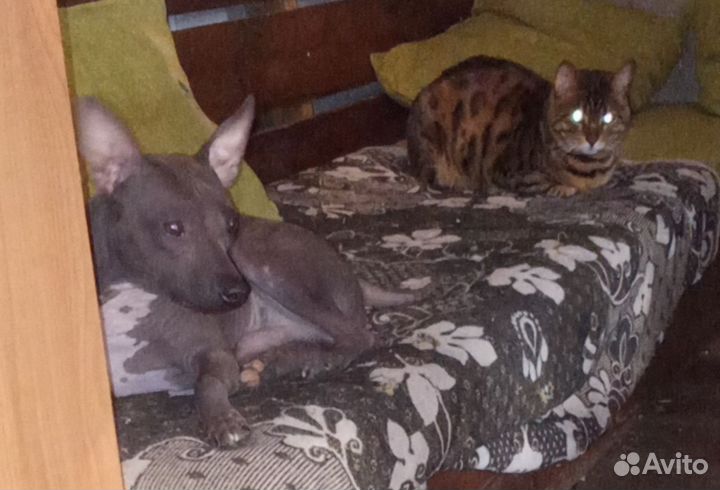 Мексиканская голая собака