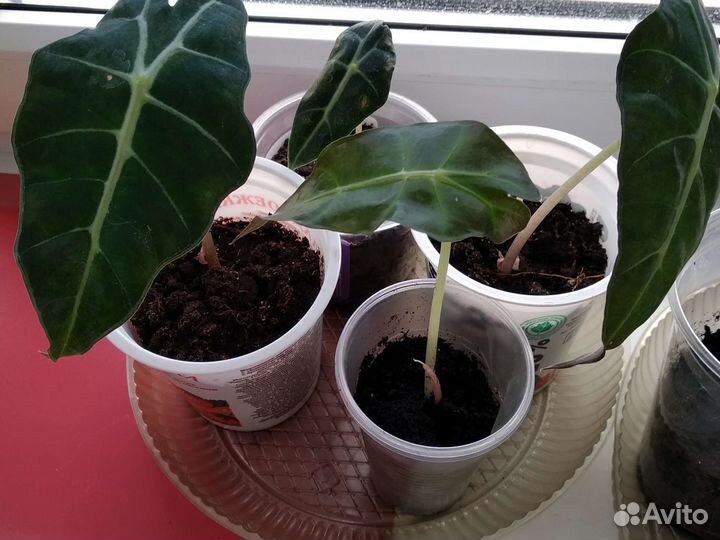 Алоказия Полли