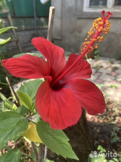 Гибискус Double Peach желто-персиковый махровый и