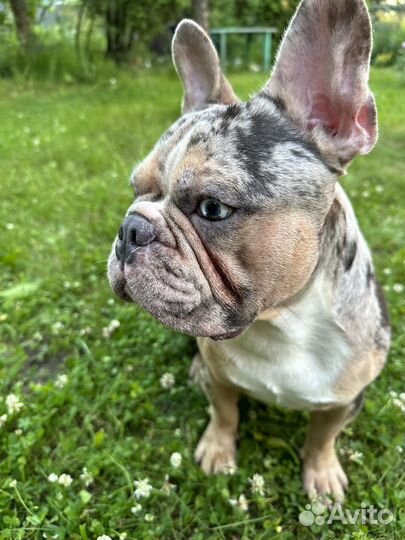 Французский бульдог вязка