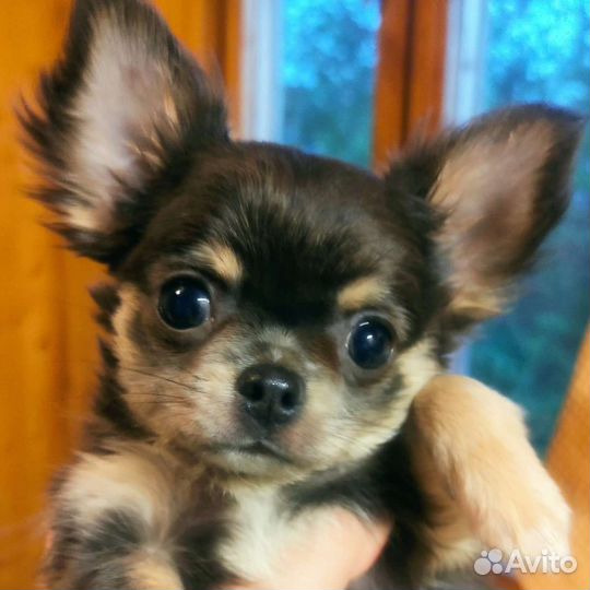 Щенки чихуахуа большой выбор окрасов