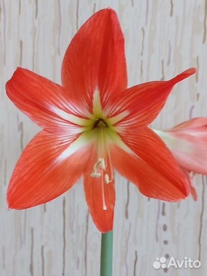 Гиппеаструм (амариллис)