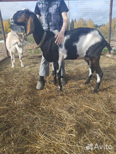 Дойные нубийские козы
