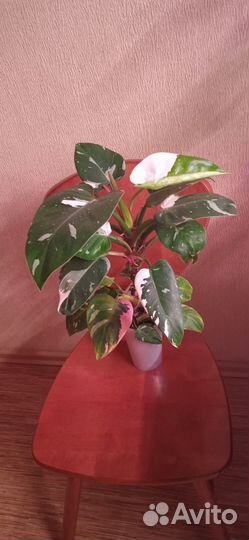 Филодендрон Белый рыцарь с розовым варом