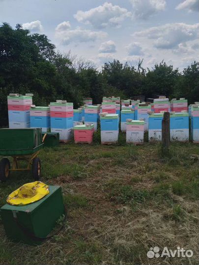 Мед ведро 15кг с доставкой по Махачкале