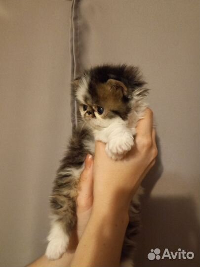 Персидские котята