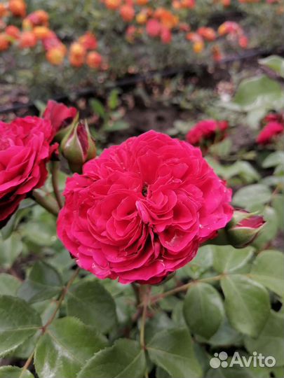 Саженцы роз (оптом)